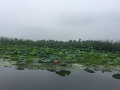-白洋淀景区