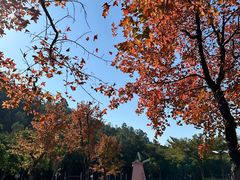 -顺峰山公园