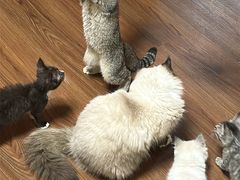 -楼上猫咖(罗湖店)