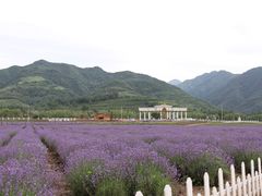 -曲江薰衣草庄园