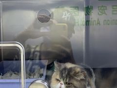 -爱侣宠医·鹦鹉专科·小型哺乳类·异宠专科(灵石路店)