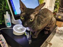 -猫小院猫主题餐厅(三里屯店)