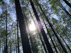 -东平国家森林公园