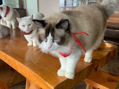 -蓝鲸·缅因猫舍