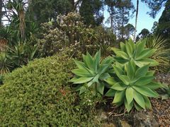 -墨尔本皇家植物园