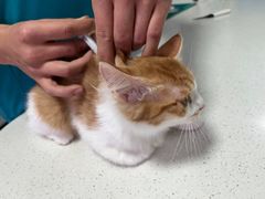 -西安京西宠物医院·瘫痪·疑难杂症