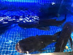 -姜君·千岛湖鱼头馆(浦东大道店)