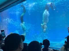 -海合安成都极地海洋公园