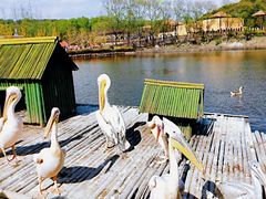 -沈阳森林动物园