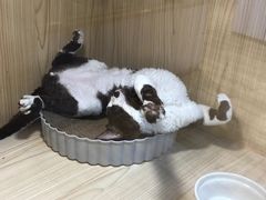 -屋虎猫馆(宝安大仟里店)