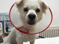 -宠福鑫动物医院(望京分院)