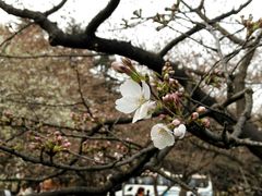 -武汉大学-樱园