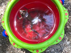 -碓臼峪自然风景区