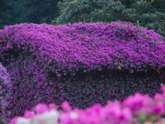 -莲花山公园
