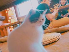 -猫猫幼稚园·撸猫·桌游·电玩