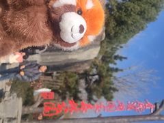 -合肥滨湖国家森林公园