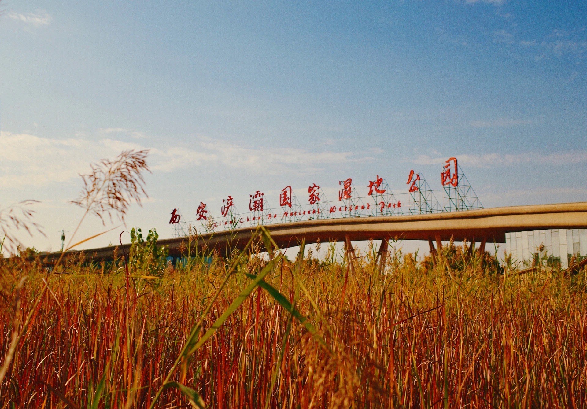 浐灞湿地公园图片