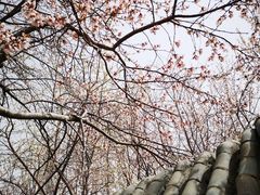 -桃花堤公园