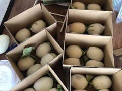 -南汇新场正宗水蜜桃采摘