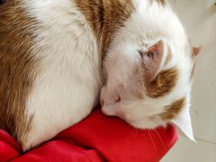 -平行世界·猫咖(首经贸店)