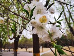 -莲花池公园