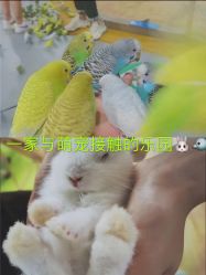 -七巧国萌宠乐园(龙湖天街店)