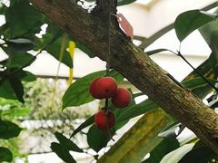 -昆明植物园