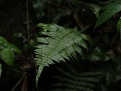 -百色大石围天坑群
