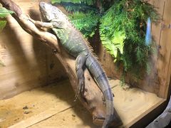 -绿色星球动物主题公园