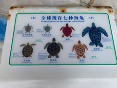 -广东惠东海龟国家级自然保护区