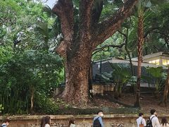 -九龙公园