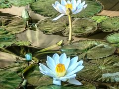 -云溪植物园