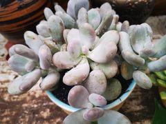 -秦美花卉(天朗·莱茵小城2期店)