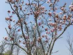 -广富林郊野公园