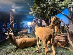 -国家自然博物馆