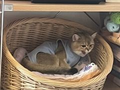 -贝利宠物医院·骨科·眼科·肿瘤转诊中心(南坪诊疗中心)
