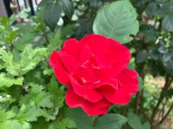 点击看大图 -自然美