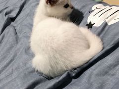 -东方名猫馆·英短金渐层布偶猫舍(环线广场1号楼店)