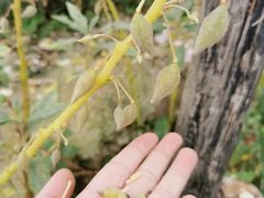 -欢乐松鼠谷