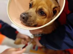 -伟伟宠物医院·CT影像中心·瑞派犬猫综合性门诊(汉口总院)