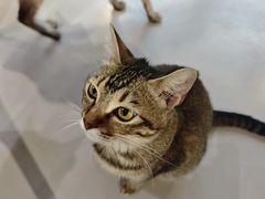 -豆逗聊愈猫阁Easy Life