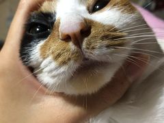 -艾贝尔宠物诊疗