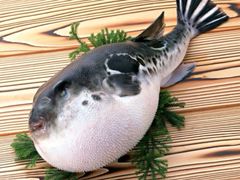 -天正河鲀·河豚亭(大连店)