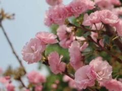 -天适樱花悠乐园