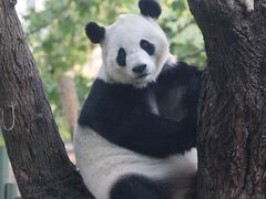 -成都动物园
