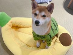 -逗柴咖啡屋·狗咖猫咖宠物桌游