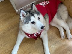 -Husky Go! 哈士奇体验馆·宠物咖啡厅狗咖