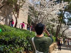 -武汉大学-樱园