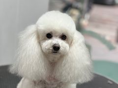 -格蕾宠物医院24H·猫科·肿瘤科·骨科中心(福州总院)