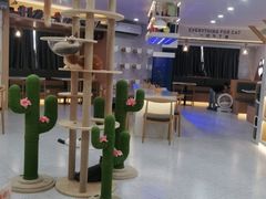 -喵园·猫主题咖啡厅·撸猫·猫咖(国贸店)